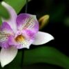 rinvaso e cura delle orchidee