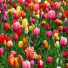 come curare e coltivare i tulipani