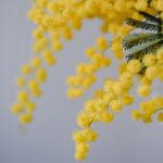 regalare mimose