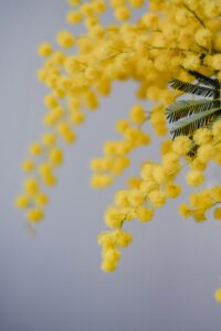 regalare mimose